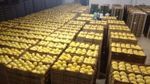 Exportação do melão ganha logística mais forte (Foto ilustrativa)