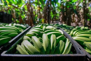 Bananas no semiárido (Foto: Grupo Cultivar)