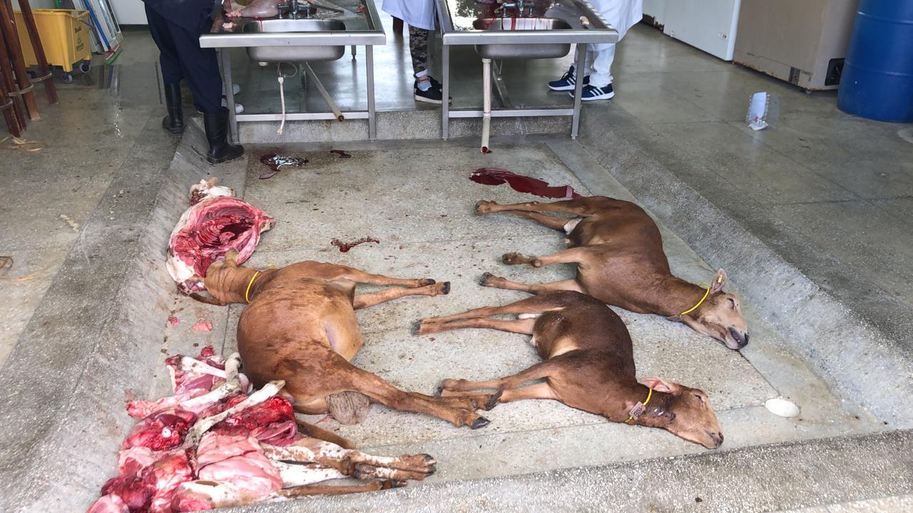 Imagens chocantes mostram como os animais são mortos para uma