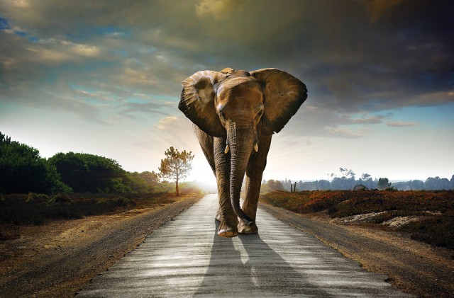 elefante na estrada
