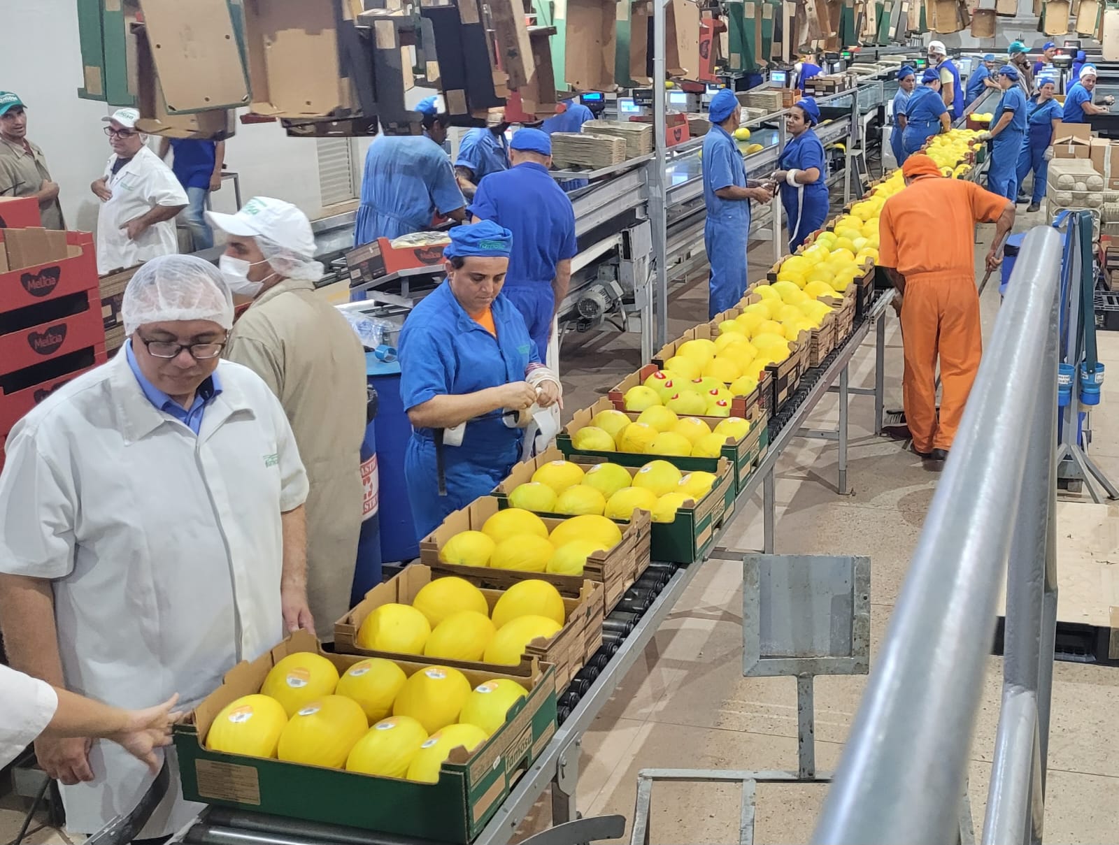 Missão técnica da Malásia visita plantações de melão em Mossoró