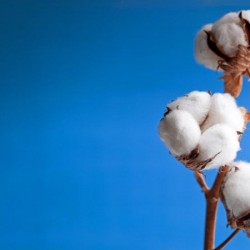 Cultura do algodão foi um importante ciclo econômico (Foto ilustrativa)