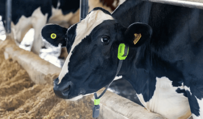 Animais têm sua própria "identidade" individual (Foto: Cowmed)